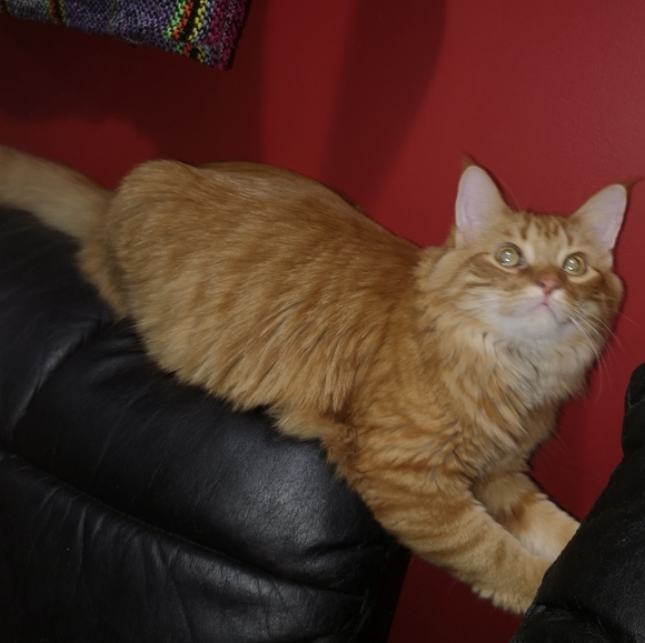 Baja Rasta Poncho - Picture 3 of 3